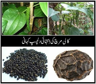 کالی مرچ ایک دلچسب کہانی !